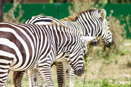 zebraの写真素材