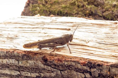 Grasshopperの写真素材