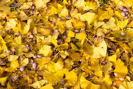 Tree with yellow leavesの写真素材