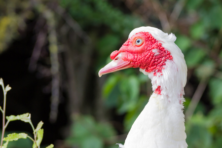 Turkeyの写真素材