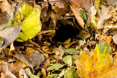 Autumn leavesの写真素材