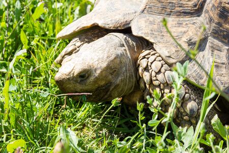 Tortoiseの写真素材