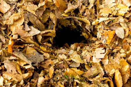 Autumn leavesの写真素材