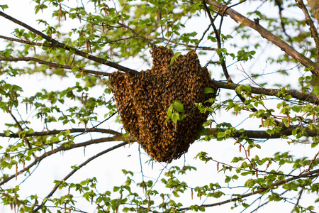Drone of beesの写真素材