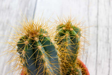 Cactus plant with thornsの写真素材