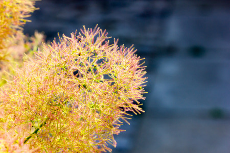 Yellow Flowersの写真素材