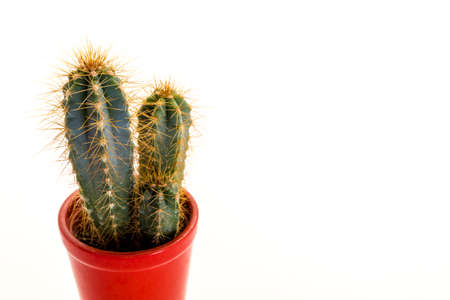 Cactus plant with thornsの写真素材