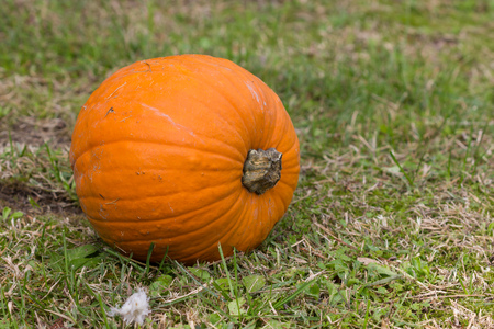 Orange pumpkins for Halloween Partyの写真素材