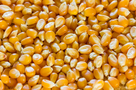 Corn for popcornの写真素材