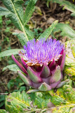 Artichoke floweringの写真素材