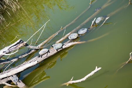 water turtles in the sunの写真素材