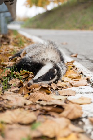 European badger dead on the roadsideの写真素材