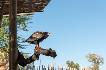 beautiful bird of preyの写真素材