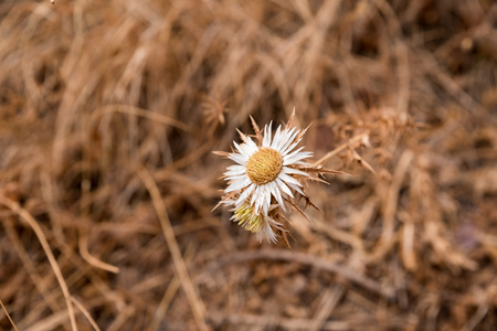 Flower with daisy white petalsの写真素材