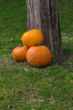 Orange pumpkins for Halloween Partyの写真素材
