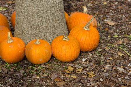 Orange pumpkins for Halloween Party