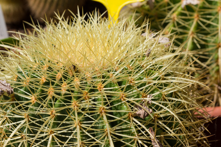 Composition of cactusesの写真素材