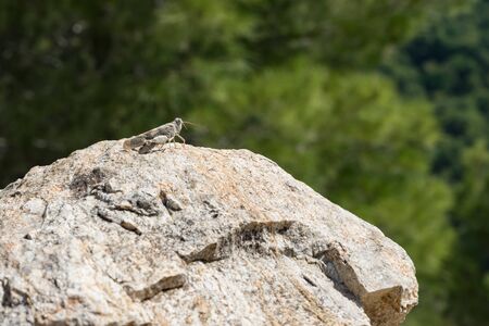 Grasshopper on a rockの写真素材