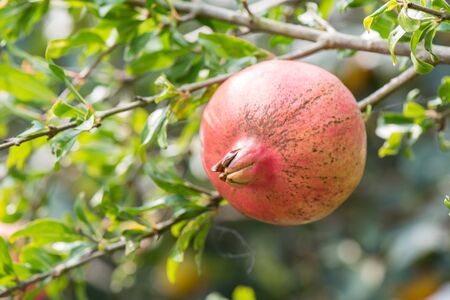 Pomegranate tasty close upの写真素材