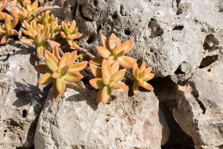 Botanical Garden of Catania Sicilyの写真素材