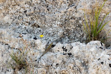 Lizard on the rockの写真素材