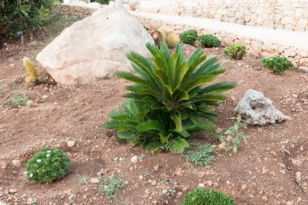 Sicilian rock gardenの写真素材