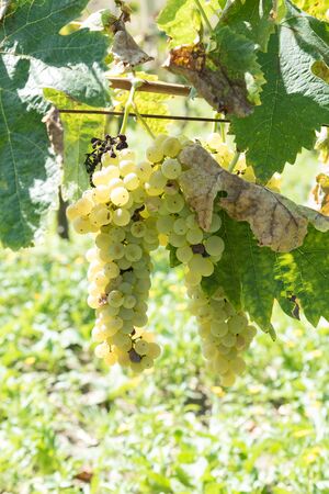 Rows of Sicilian vineyardの写真素材