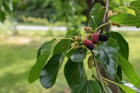 Freshly picked ripe mulberriesの写真素材