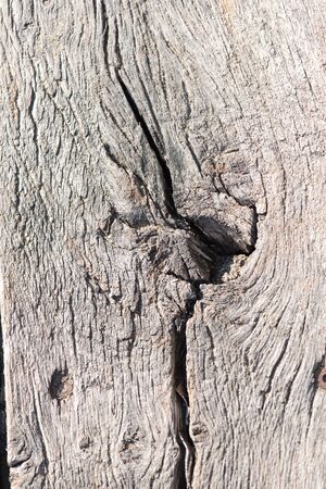 Wood knots close upの写真素材
