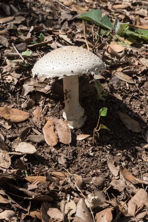 White mushroom in the forestの写真素材