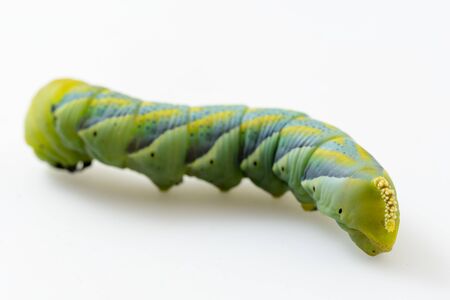 Acherontia Atropos on whiteの写真素材