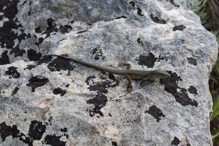 Lizard on the rockの写真素材