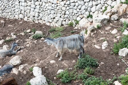 Goats grazing in Sicilyの写真素材