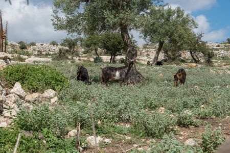Goats grazing in Sicilyの写真素材