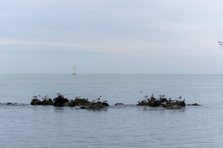 Seagulls on the rockの写真素材