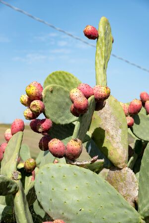 Ripe red prickly pearsの写真素材