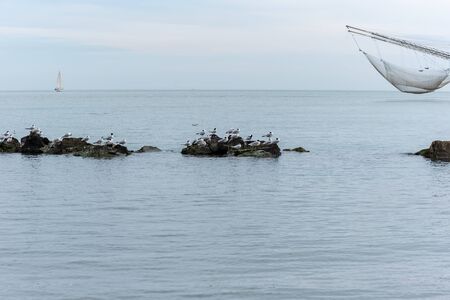 Seagulls on the rockの写真素材