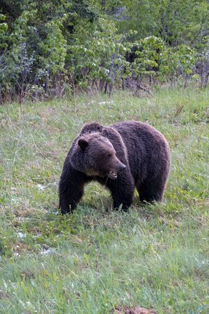 Brown bear northern Canadaの写真素材