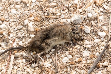 Dead mouse close upの写真素材