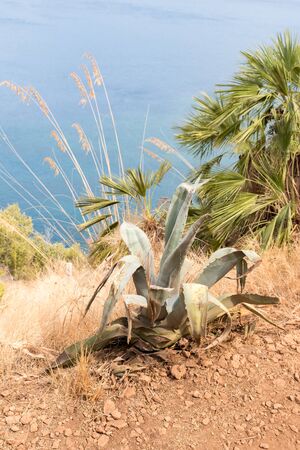 Agave Sicily Italyの写真素材