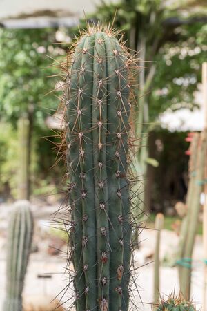 Botanical Garden of Catania Sicilyの写真素材
