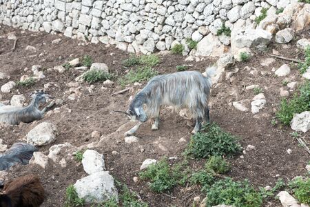 Goats grazing in Sicilyの写真素材