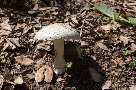 White mushroom in the forestの写真素材