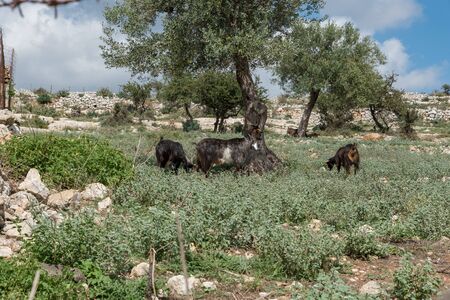 Goats grazing in Sicilyの写真素材