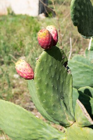 Ripe red prickly pearsの写真素材