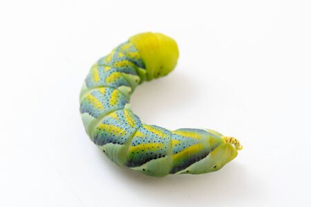 Acherontia Atroposの写真素材