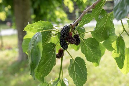 Freshly picked ripe mulberriesの写真素材