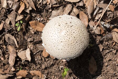 White mushroom in the forestの写真素材