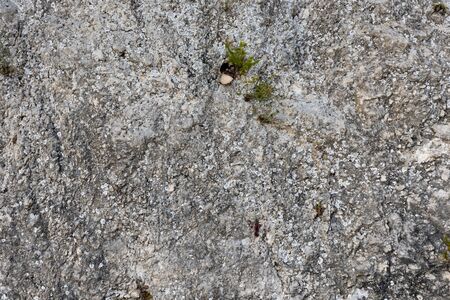 Lizard on the rockの写真素材