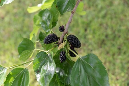Freshly picked ripe mulberriesの写真素材